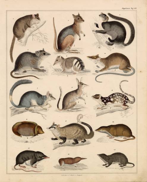 ilustrações, clipart, desenhos animados e ícones de animais - tiger quoll, macropus, greater bilby - ilustração antiga de 1830 - bilby