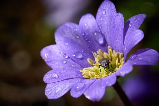 A fly drinks on a anemone blanda after a rain shower