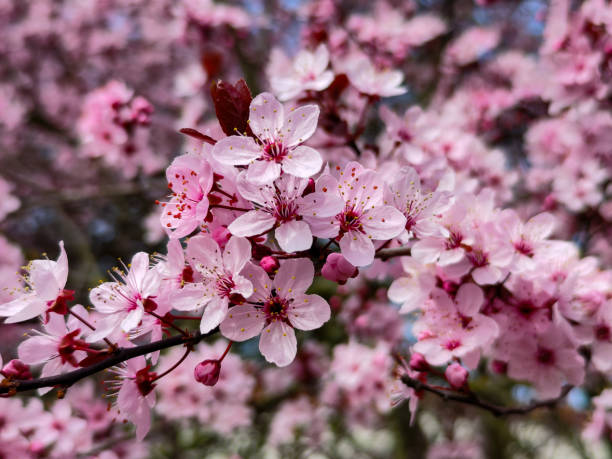 綺麗な桜の桜。