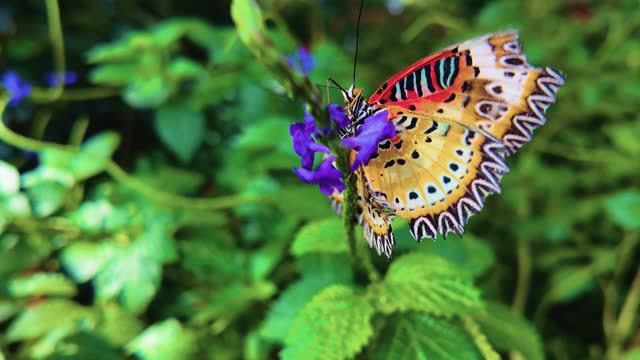 A Lacewing  butterfly in slow motion
