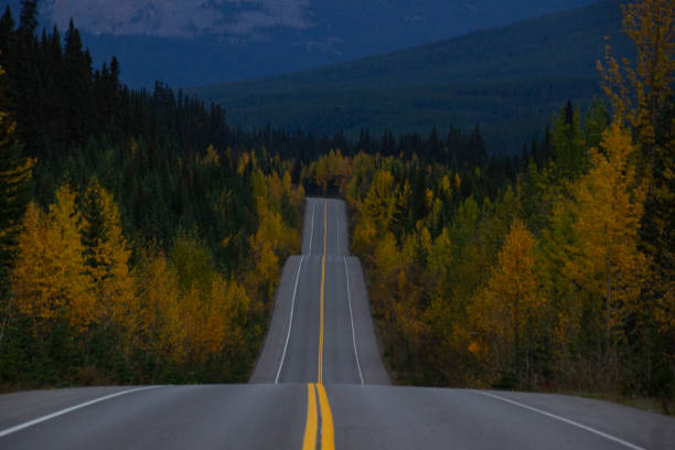 Beautiful straight road of the Icefield Parkway in Canada with autumn trees on a cloudy day.
