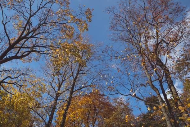 Tree with yellow leaves against a blue sky. Autumn background. Autumn landscape.