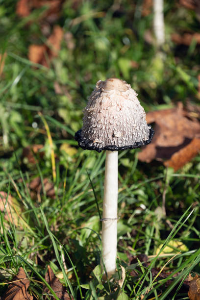 istock Coprinus comatus in a meadow, close-up. 2102015263