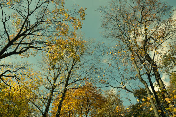 Tree with yellow leaves against a blue sky. Autumn background. Autumn landscape.