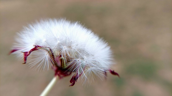 beauty of white dandelion flowers macro view