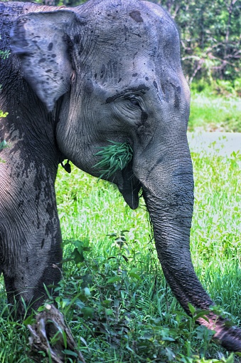 Sumatran Elephant Female, Aceh, Indonesia