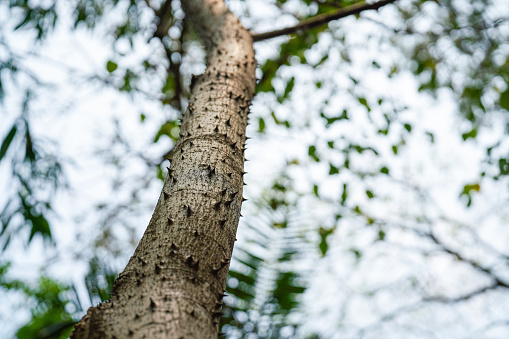 Bombax tree trunk with spike surface, close-up and selective focus.