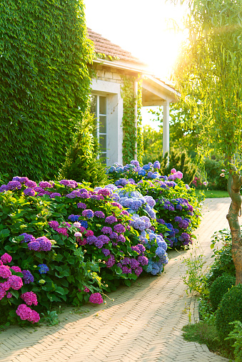 Aesthetic path near the house. Beautiful garden with hydrangeas. Blue, pink hydrangea flowers are blooming in summer in town garden heads in the sunlight