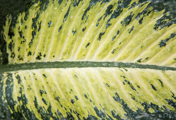 Close up of yellow and green leaf texture. Abstract background and texture for design