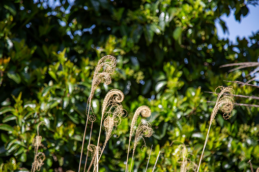 Close up of reed plants in the park. Selective focus.