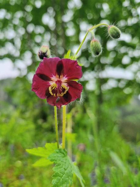 istock flowers in red in meadow 2102061274
