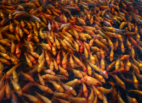 A school of koi fish swarming together