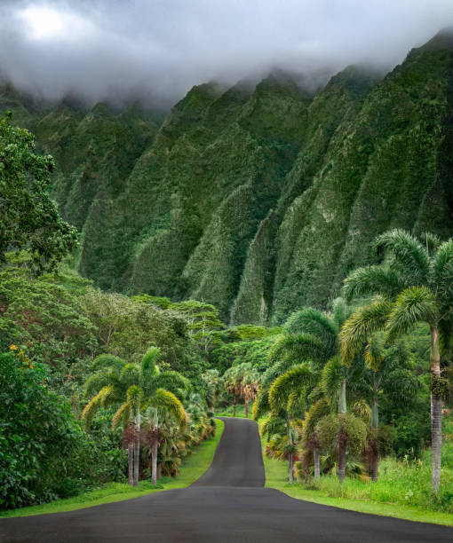 Green mountains in Hawaii with palm trees