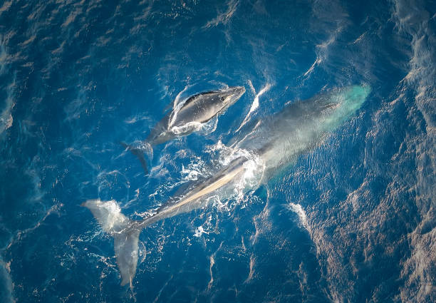 istock Humback whale and its calf in the ocean 2102081765