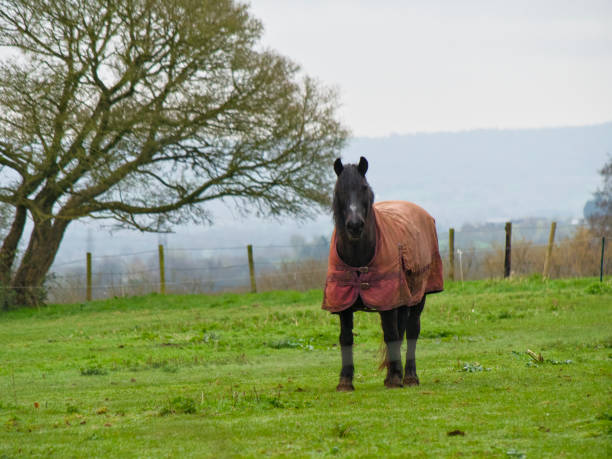 istock Black horse in a field with a tree in the background 2102085855