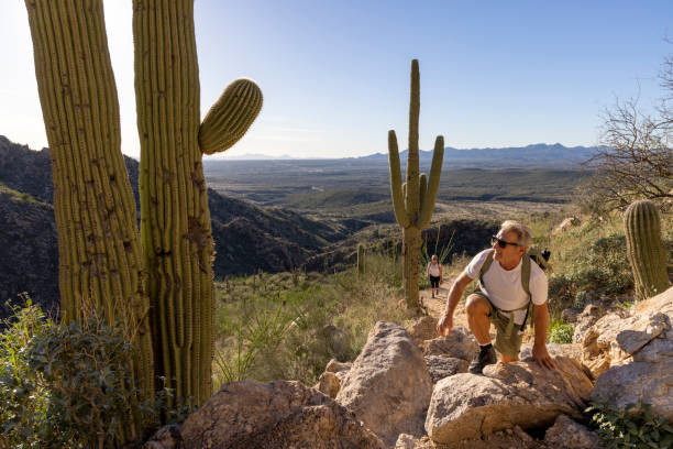 Mature man hiker ascends pathway in desert through cacti forest