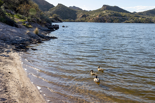 Lakeshore and ducks swimming, Superstition Wilderness of Tonto National Forest
