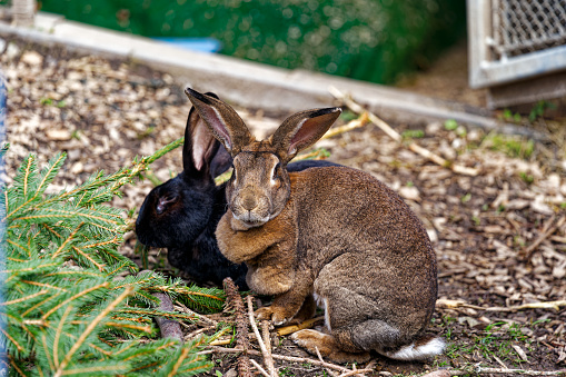 Close-up high angle view of two rabbits outdoors eating bark tree of Christmas tree at Swiss City of Zürich on a cloudy spring day. Photo taken March 21st, 2024, Zurich, Switzerland.