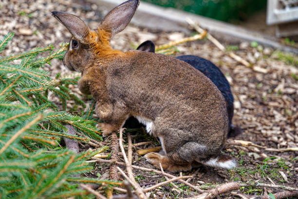 istock Two cute old rabbits one black and one brown at Swiss town. 2102139464