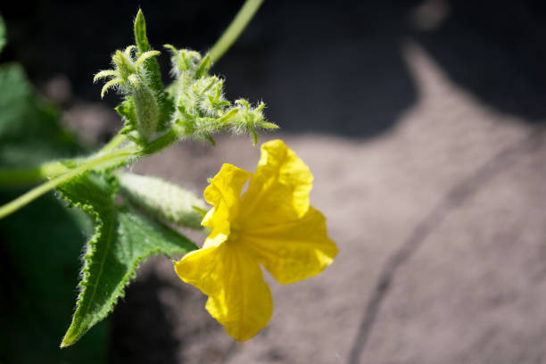 istock Yellow cucumber flower, close-up. A flower on a stem. 2102139475