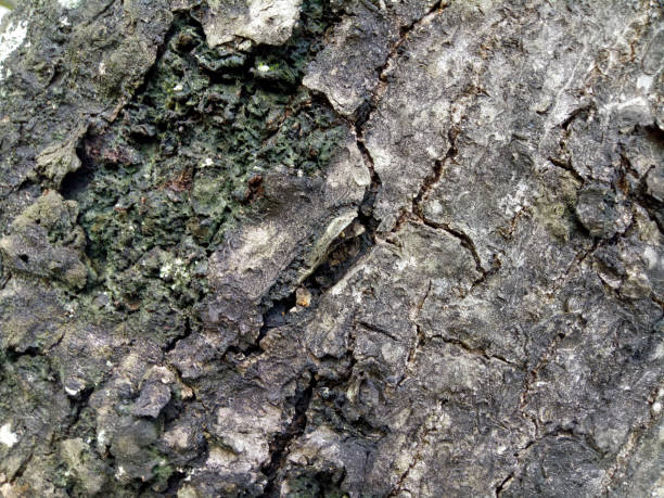 istock The texture of an old tree trunk with some cracks in the bark 2102142573
