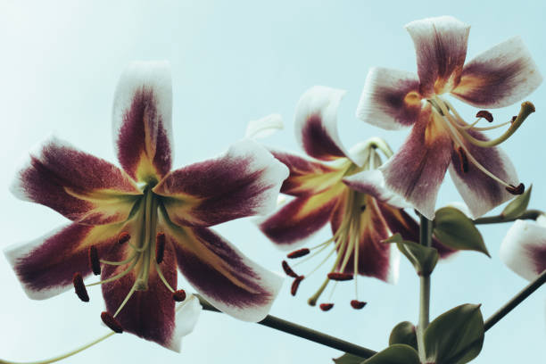 istock Lily flowers on a blue sky background. Flowers close-up. 2102144123