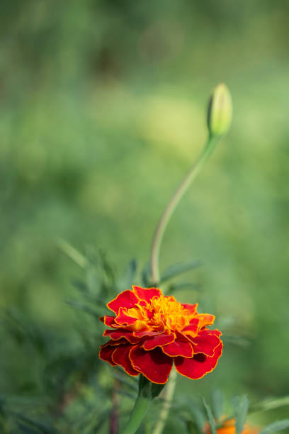 istock Marigold flower close-up on a blurry background. Copyspace. 2102145143