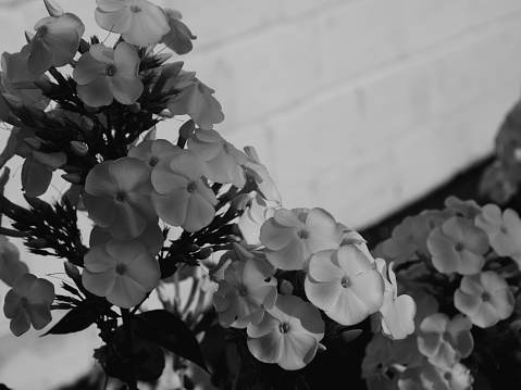 White phlox flowers, close-up. White flowers and a place for text.