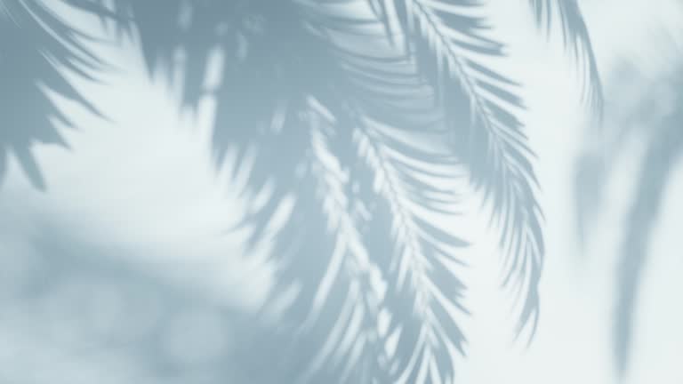 Shadow of palm leaves on an empty wall