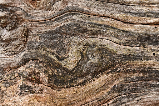 Curvy cracked pattern of old acacia bark. Embossed bark in natural color and abstract pattern. Brown wooden structure with cracks and woodgrain pattern. Close-up of the surface of rough wood.