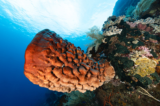 Giant Barrel Sponge Xestospongia testudinaria occurs widely distributed in the tropical Indo-Pacific in a depth range from 2-50m. Specimen in the intertidal zones remain small with 10-20cm diameter, below they can grow to impressing sizes, measuring up to 2.4 meters in height and width.  
The sponge is covered with several Sea Cucumbers Synaptula lamperti, found in the Western Pacific including the coasts of Indonesia, Papua New Guinea, Micronesia and the Philippines. The species is very common on coral reefs, both on the exposed and the inner slopes. It is a detrivore that specifically feeds on or around living sponges. 
Considering the sea cucumbers maximum size of 20cm, the barrel sponge might extend more than 1m from the reef slope.  
Banda Island, Indonesia, 4°30'45.41 S 129°56'7.75 E at 13m depth