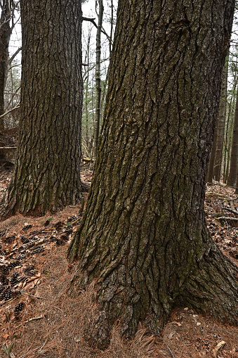 Twin old-growth eastern white pine trees in the Connecticut woods, both over 125-feet tall