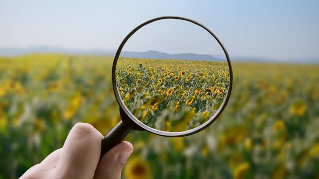 Focusing on a sunflower field