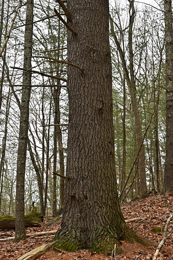 Old-growth eastern white pine tree in the Connecticut woods, about 140-feet tall. Late winter/early spring.