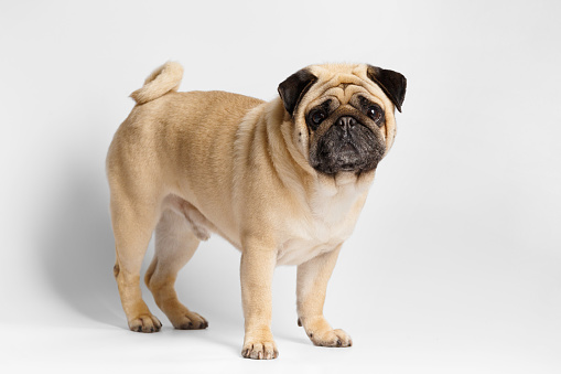 Portrait of a purebred friendly cute funny pug dog on a white background close-up.