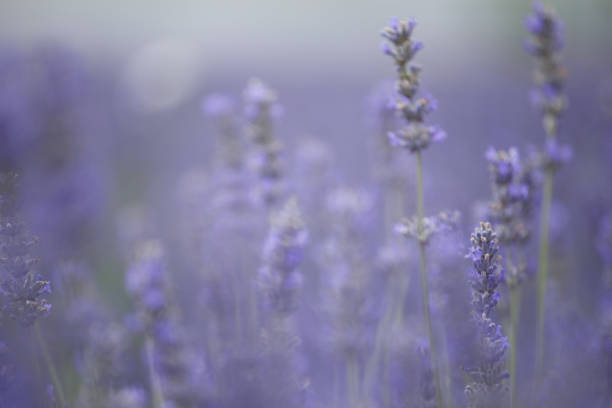 istock Blooming lavender flowers in a lavender field 2102174334