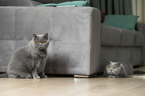 Two British cats in the interior. Scottish and British cat. Fat and thin cats play in the living room. A pair of gray cats.