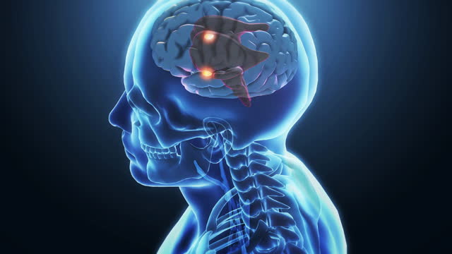 Amygdala of the brain