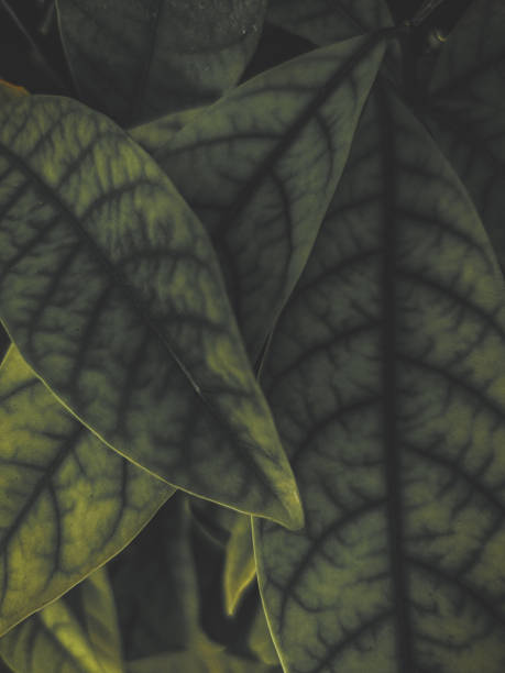 istock Fresh green leaves abstract background 2102196370