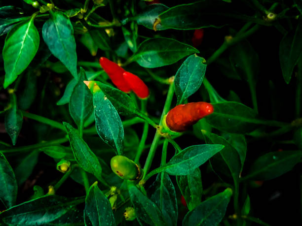 istock Thai spicy red and green chillies with leaves abstract background 2102201712