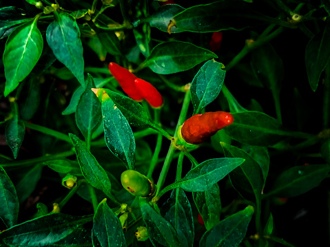 Thai spicy red and green chillies with leaves abstract background