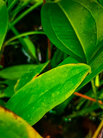 Fresh water green leaves growing in water background