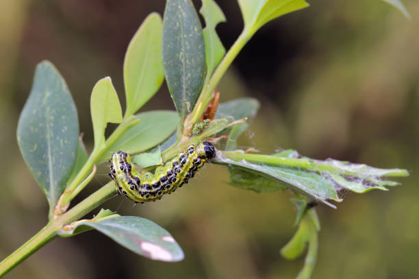 istock Caterpillar of Cydalima perspectalis, know as box tree moth. 2102211383