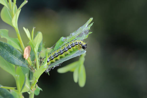 istock Caterpillar of Cydalima perspectalis, know as box tree moth. 2102211403