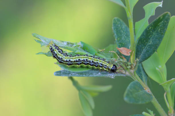 istock Caterpillar of Cydalima perspectalis, know as box tree moth. 2102211405