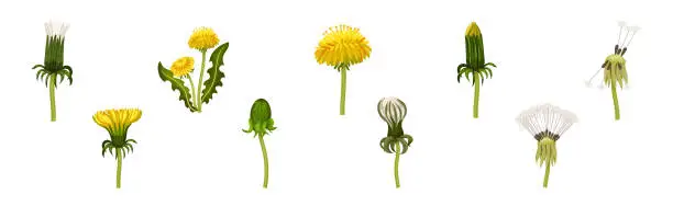 Vector illustration of Dandelions Flower Growing on Green Stem Vector Set