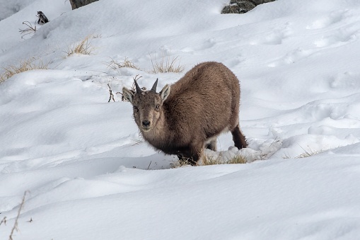 calf of Alpine ibex with in the snow in winter environment, Valsavarenche Val D'aosta – Italy