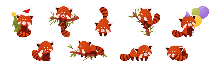 Cute Red Panda Chinese Animal Character with Striped Tail Vector Set. Funny Zoo Mammal Engaged in Different Activity