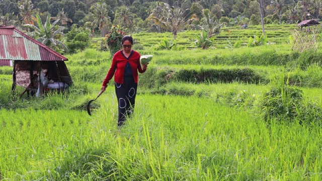 An Indonesian woman walks through a rice field and holds a sickle in her hands.