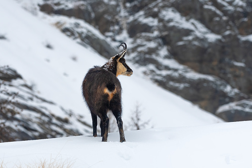 Alpine chamois in the snow in winter environment , valsavarenche Val D’aosta – Italy